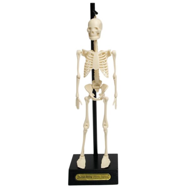 Rex London – Anatomisch Skelet Educatief Model | Leer alles over het menselijk lichaam