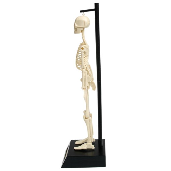 Rex London – Anatomisch Skelet Educatief Model | Leer alles over het menselijk lichaam