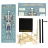 Rex London – Anatomisch Skelet Educatief Model | Leer alles over het menselijk lichaam