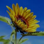 Boer Boris en de bietjes Ted van Lieshout
