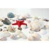 Rode zeester temidden van veel verschillende schelpen voor open end spel en loose parts. Te gebruiken in sensorische speeltafel