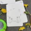 wildebras-lifecycle-flashcards-bij-lieveheersbeestje-bloemen-11 (1) Wildebras lifecycle flashcards bij lieveheersbeestje en bloemen – educatief Montessori materiaal voor natuuronderwijs