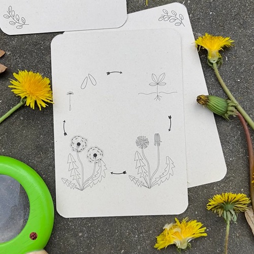 wildebras-lifecycle-flashcards-bij-lieveheersbeestje-bloemen-11 (1) Wildebras lifecycle flashcards bij lieveheersbeestje en bloemen – educatief Montessori materiaal voor natuuronderwijs