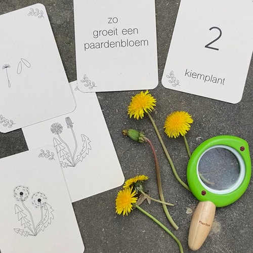 wildebras-lifecycle-flashcards-bij-lieveheersbeestje-bloemen-12 (1) Wildebras lifecycle flashcards bij lieveheersbeestje en bloemen – educatief Montessori materiaal voor natuuronderwijs