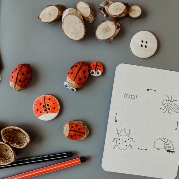 wildebras-lifecycle-flashcards-bij-lieveheersbeestje-bloemen-3 Wildebras lifecycle flashcards bij lieveheersbeestje en bloemen – educatief Montessori materiaal voor natuuronderwijs
