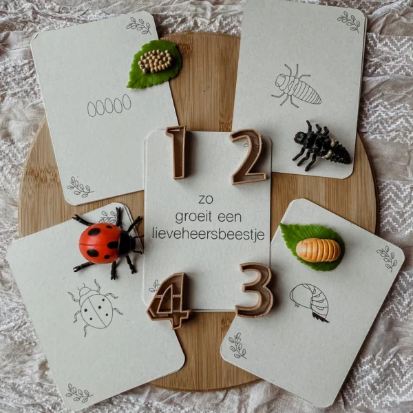 wildebras-lifecycle-flashcards-bij-lieveheersbeestje-bloemen-4 Wildebras lifecycle flashcards bij lieveheersbeestje en bloemen – educatief Montessori materiaal voor natuuronderwijs