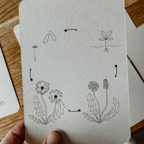 wildebras-lifecycle-flashcards-bij-lieveheersbeestje-bloemen-9 (1) Wildebras lifecycle flashcards bij lieveheersbeestje en bloemen – educatief Montessori materiaal voor natuuronderwijs