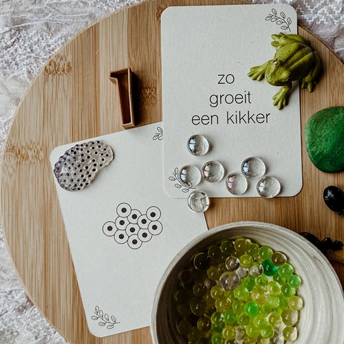 Duurzame lifecycle flashcards kikker – gedrukt op PaperWise papier met anatomie en levenscyclus