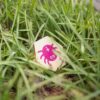 houten beestjes chips van BS Toys zoekspel van dichtbij