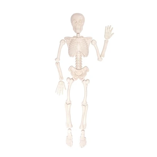 Een speelset van stevig kunststof om in het zand een skelet te maken. Anatomie komt aan bod in spel. Verkrijgbaar bij het Speellab