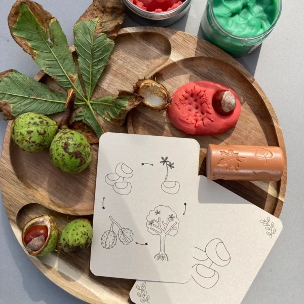 Montessori kaarten met groeicyclus van kastanje en eikel voor kinderen