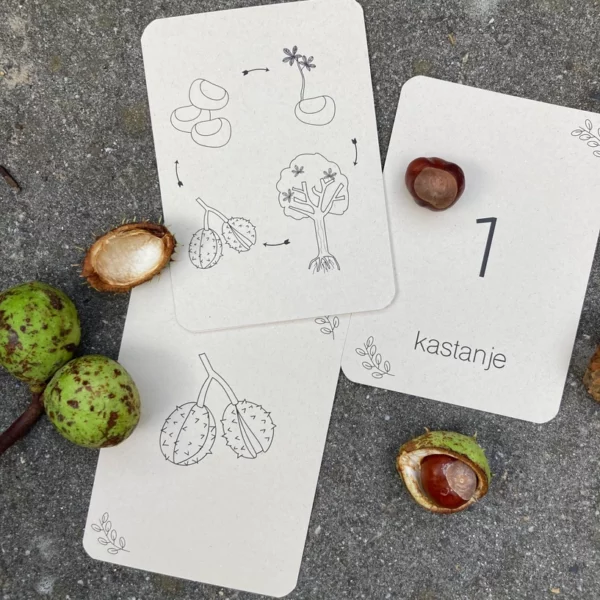 Wildebras flashcards Lifecycle natuur waldorf principe